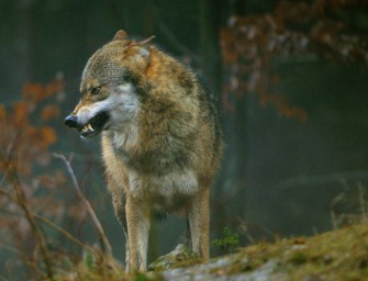 Jäger entkommt Wolfsattacke