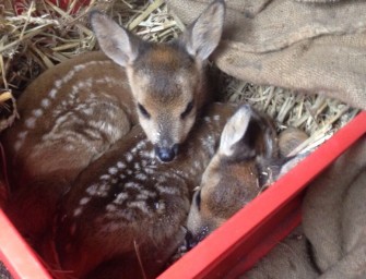 JÄGER–Redakteurin rettet Kitze