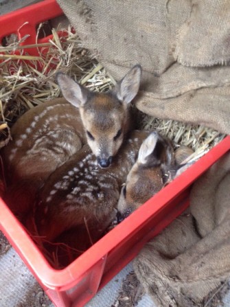 JÄGER–Redakteurin rettet Kitze