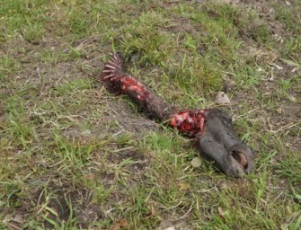 Isländer-Fohlen gerissen – war es der Wolf?