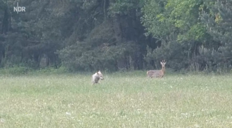 Wolf bei Riss gefilmt