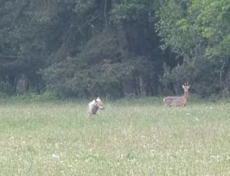 Wolf bei Riss gefilmt