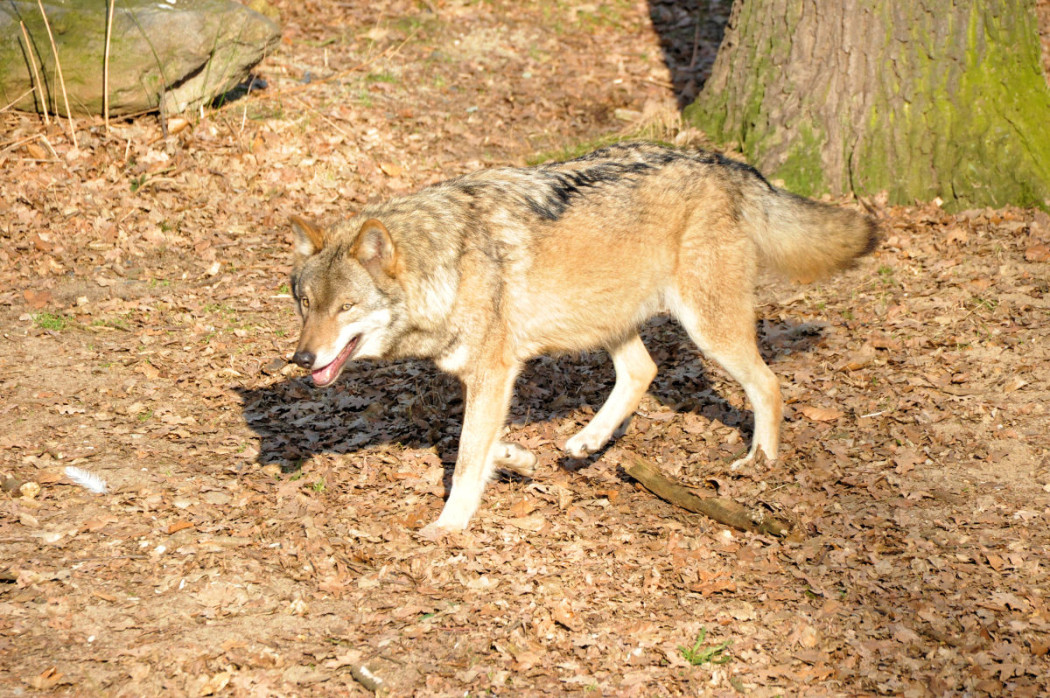 Wolf im Wald11