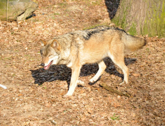 Isegrim vor den Toren Münchens