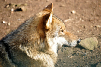 Quo vadis Wolfspopulation?