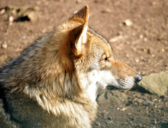 Quo vadis Wolfspopulation?