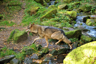 Platz da für den Wolf!