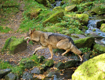 Platz da für den Wolf!