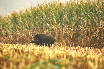 Abschussprämie für Schwarzwild?