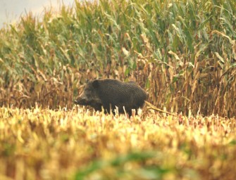 Abschussprämie für Schwarzwild?