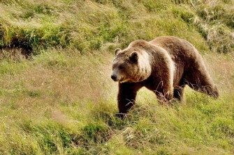Bärenattacke auf Jogger – Abschuss als Lösung?