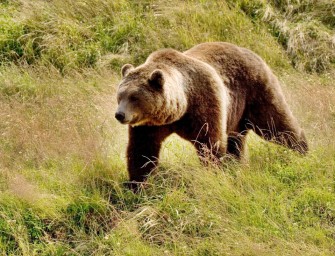 Bärenattacke auf Jogger – Abschuss als Lösung?