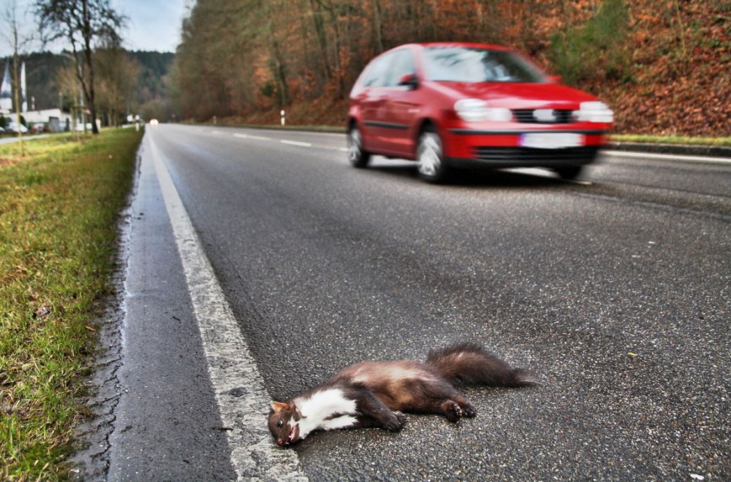 Fallwild (Symbolbild) ©jaegermagazin