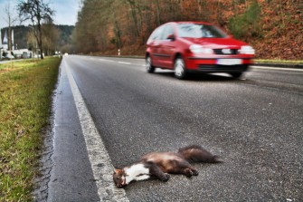 Das Fallwildproblem von Plön