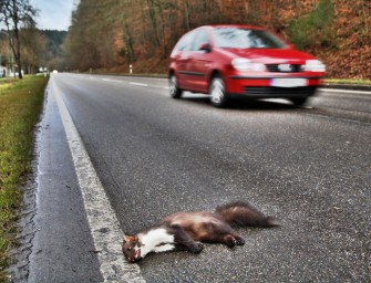 Das Fallwildproblem von Plön