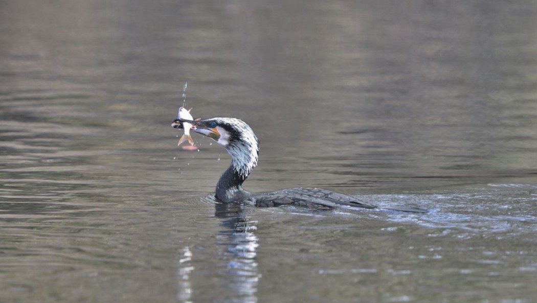 Kormoran ©Bildagentur Schilling