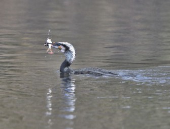 Zwei dringende Bedürfnisse