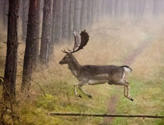 Führt der grüne Verbotseifer zur Damwildplage im Norden?