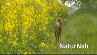 100% Wildfleisch – Wildbretvermarktung in Norddeutschland