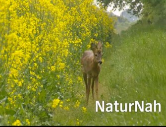 100% Wildfleisch – Wildbretvermarktung in Norddeutschland