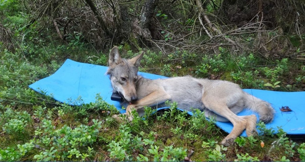Wolf besendert ©NDR