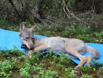 Rüde unter Bewachung