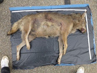 Wolf in Südbaden überfahren