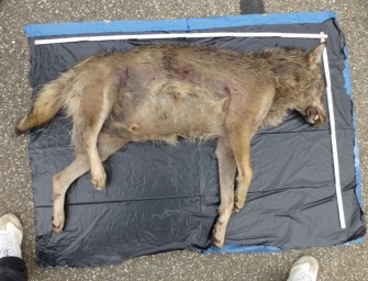 Wolf in Südbaden überfahren