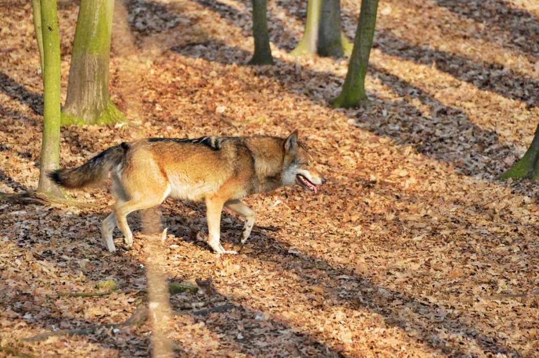 Wolf (Symbolbild) @Silvio Heidler