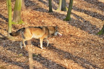 Vorbereitung auf den Wolf