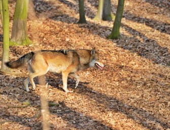 Vorbereitung auf den Wolf