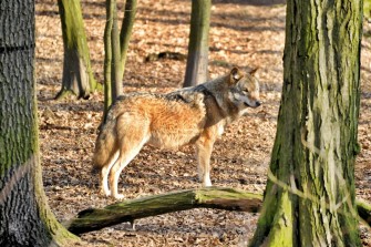 Pferdezuchtverband fordert: Wolf in das Jagdrecht aufnehmen!