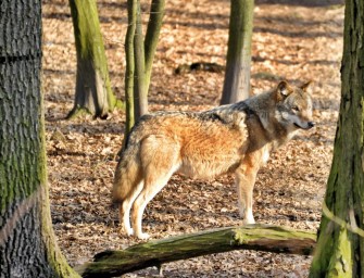 Pferdezuchtverband fordert: Wolf in das Jagdrecht aufnehmen!