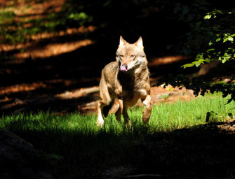 Sieben Lämmer gerissen