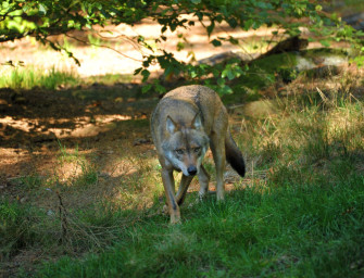 Wolfs-Abschuss muss in letzter Instanz möglich sein – DJV bezieht klar Position