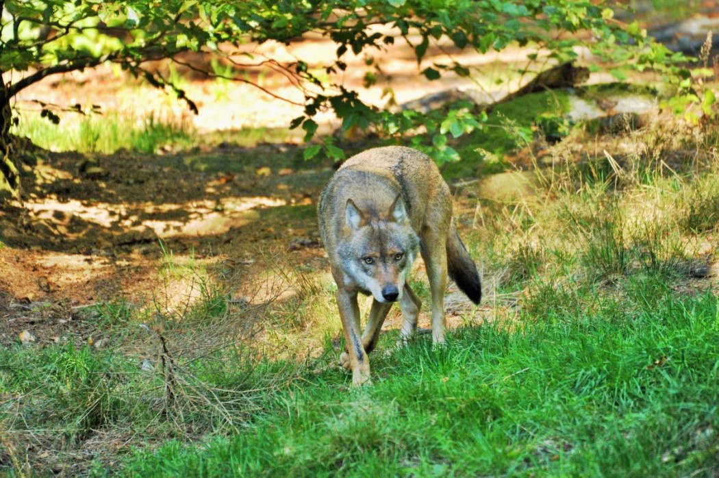 Wolf (Symbolbild) ©Silvio Heidler