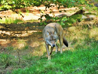 Familienbetriebe Land und Forst Niedersachsen:  Wolf in das Jagdrecht aufnehmen