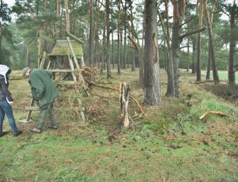 Verwirrspiel um Wolfsattacke in der Göhrde