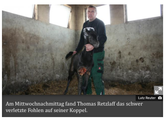 Wieder Wolfsattacke auf Fohlen?