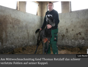 Wieder Wolfsattacke auf Fohlen?