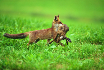 Die grüne Katze aus dem Sack gelassen