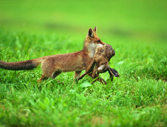 Die grüne Katze aus dem Sack gelassen