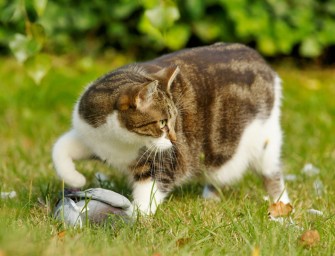 Vollschonung von Hauskatzen?