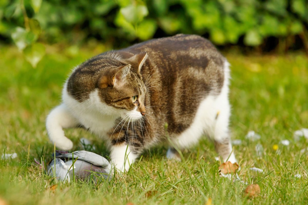 Vollschonung von Hauskatzen? - Jäger