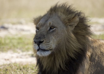 Nach der Erlegung von Löwe Cecil – Der König ist tot