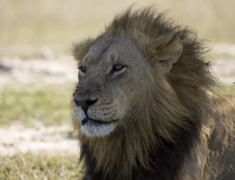 Nach der Erlegung von Löwe Cecil – Der König ist tot