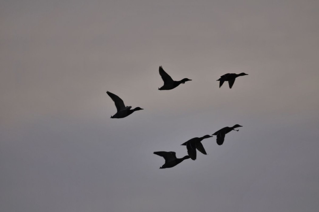 Stockenten ©Karl-Heinz Volkmar