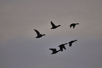 Lüneburg: Klatsche für den Landkreis – Eigentum schlägt Verbotsgeilheit