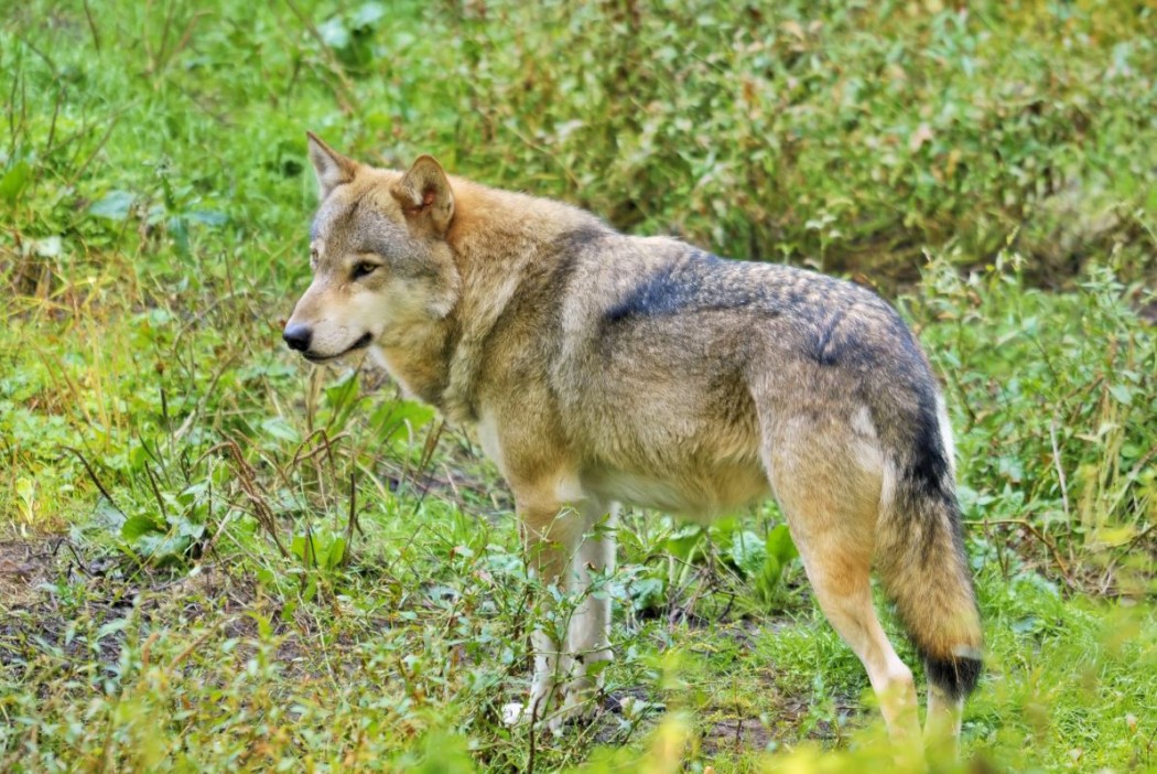 Wolf (Symbolbild) ©Silvio Heidler