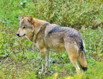 Teures Management – Isegrim und seine Folgen